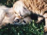 Ein Herz für Tiere – Gemeinsam helfen und Tierwohl fördern