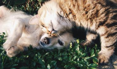 Katze und Hund